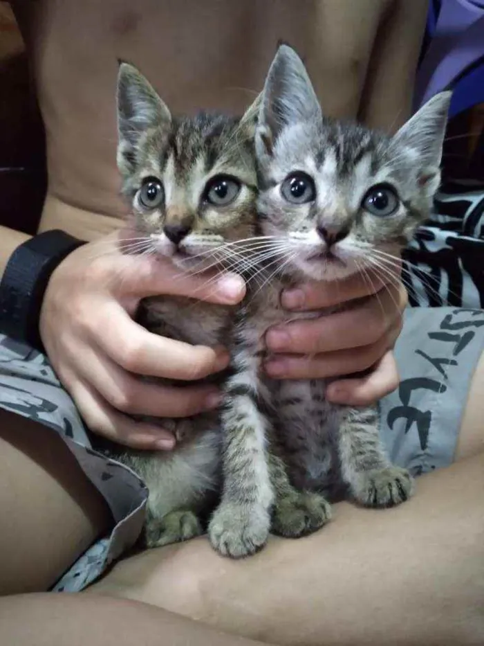 Gato ra a Sem raça definida idade 2 a 6 meses nome Os mascotes Simpsons