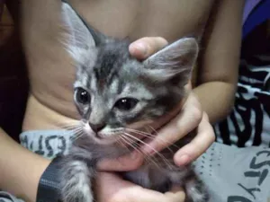 Gato raça Sem raça definida idade 2 a 6 meses nome Mil.House 