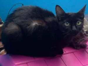 Gato raça Sem raça definida idade 2 a 6 meses nome Bola de Neve
