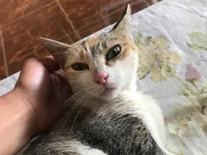 Gato ra a Nenhuma idade 1 ano nome Zuzu