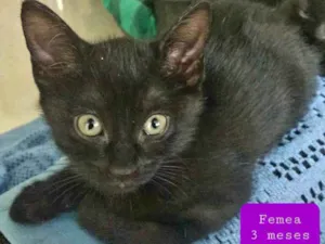 Gato raça Srd idade 2 a 6 meses nome Laila