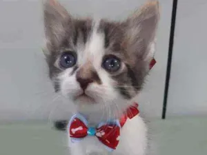 Gato raça Srd idade Abaixo de 2 meses nome Lipe