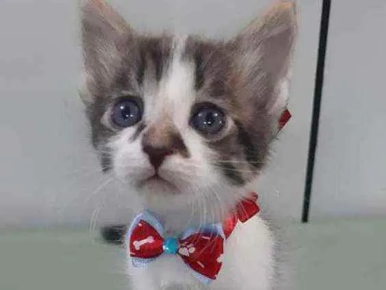 Gato ra a Srd idade Abaixo de 2 meses nome Lipe