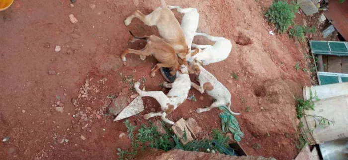 Cachorro ra a Viralata idade 2 a 6 meses nome Sem nome