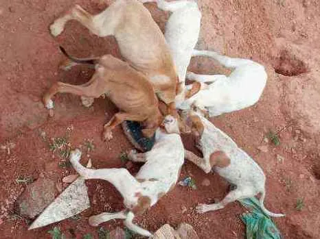 Cachorro ra a Viralata idade 2 a 6 meses nome Sem nome