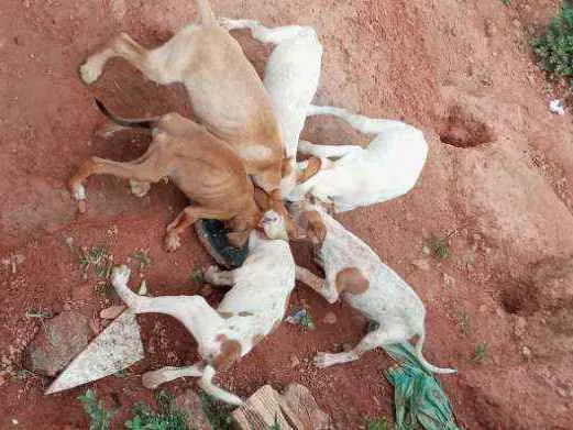 Cachorro ra a Viralata idade 2 a 6 meses nome Sem nome