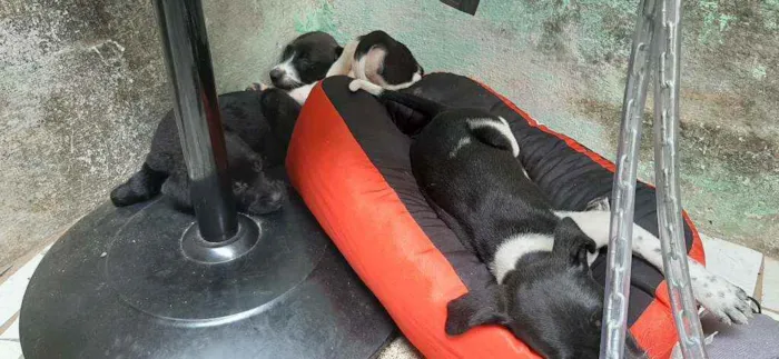 Cachorro raça  idade  nome Sem nomes