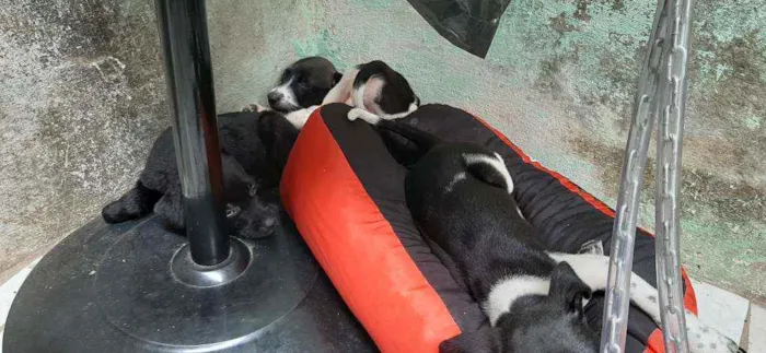 Cachorro raça  idade  nome Sem nomes