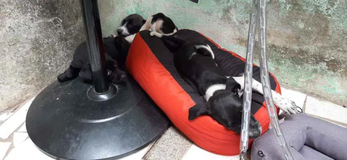 Cachorro raça  idade  nome Sem nomes