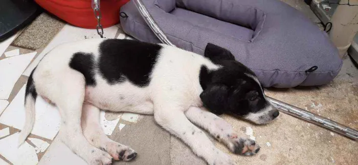 Cachorro raça  idade  nome Sem nomes