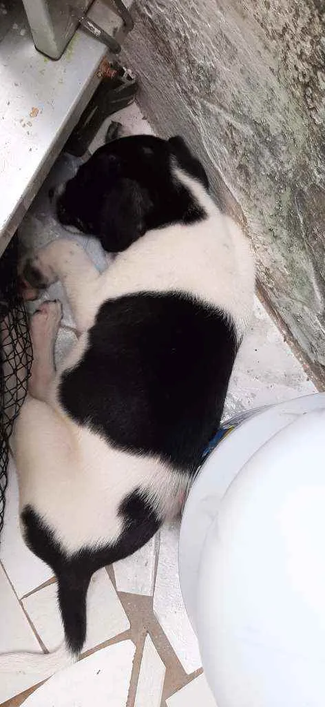 Cachorro raça  idade  nome Sem nomes