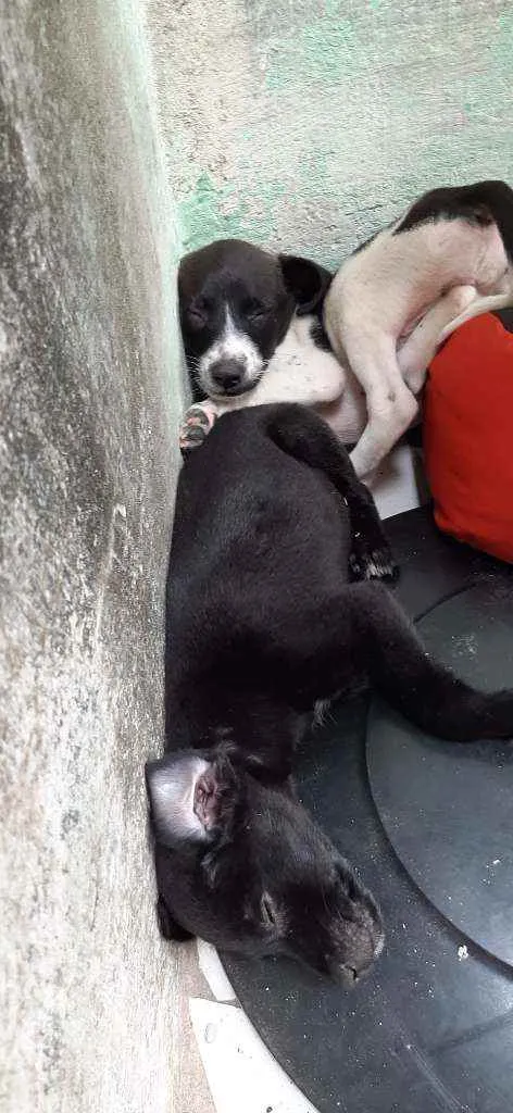 Cachorro raça  idade  nome Sem nomes