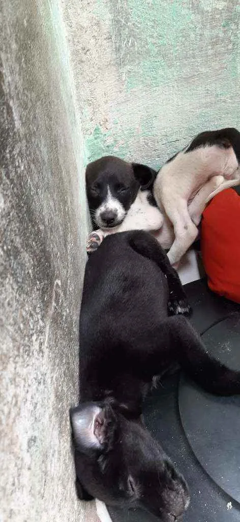 Cachorro raça  idade  nome Sem nomes