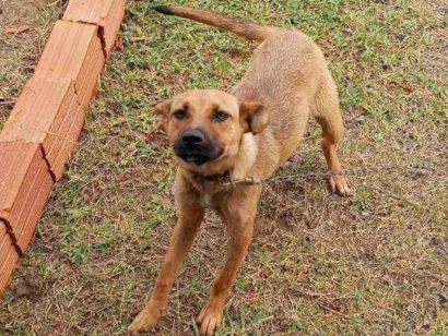 Cachorro raça  idade  nome Megui