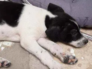 Cachorro raça  idade  nome Sem nomes
