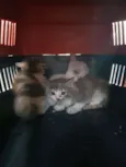 FILHOTES