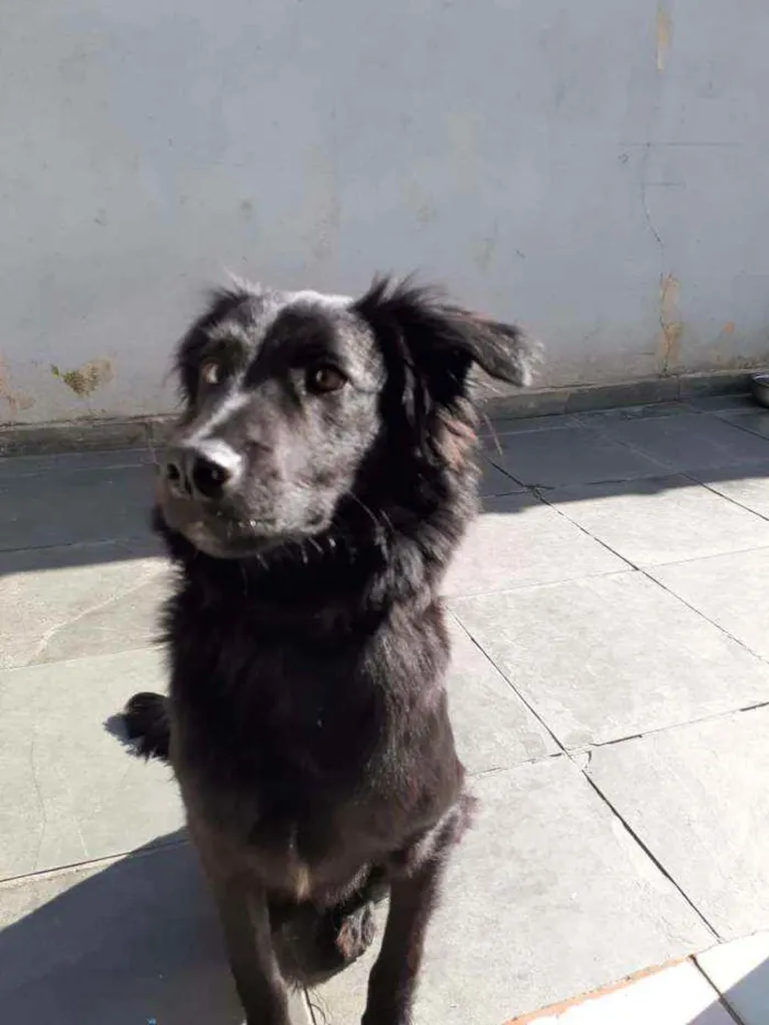 Cachorro ra a Border collie  idade 2 anos nome Thor 