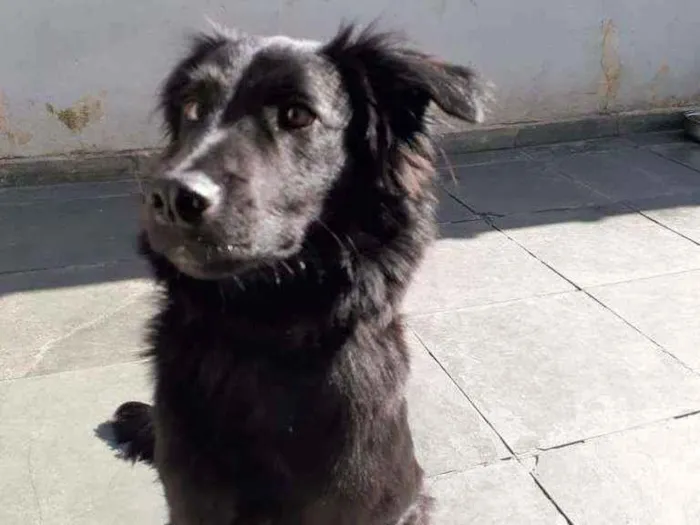 Cachorro ra a Border collie  idade 2 anos nome Thor 