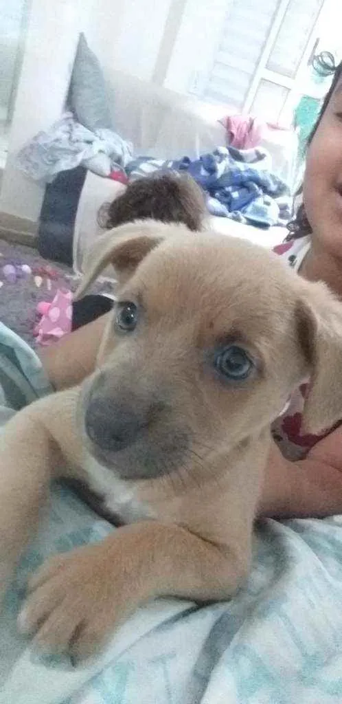 Cachorro raça Cachorro idade Abaixo de 2 meses nome Sem nome