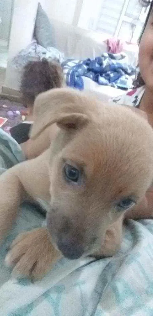 Cachorro raça Cachorro idade Abaixo de 2 meses nome Sem nome