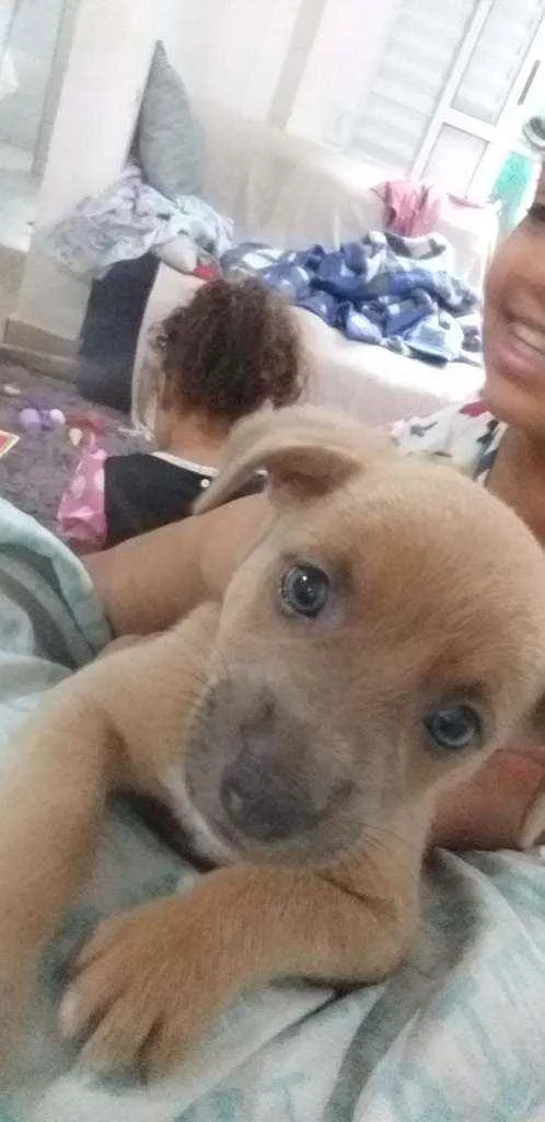Cachorro raça Cachorro idade Abaixo de 2 meses nome Sem nome