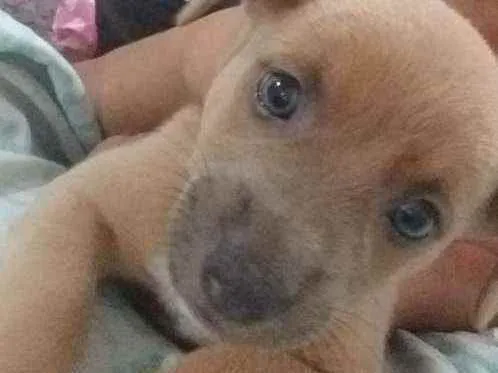 Cachorro raça Cachorro idade Abaixo de 2 meses nome Sem nome