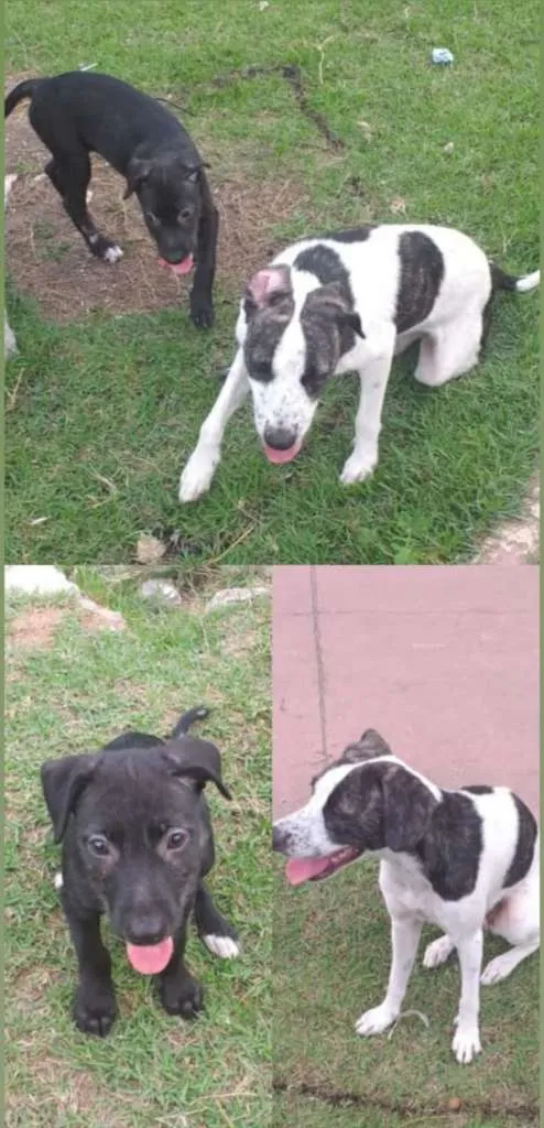 Cachorro ra a SRD-ViraLata idade  nome sem nome
