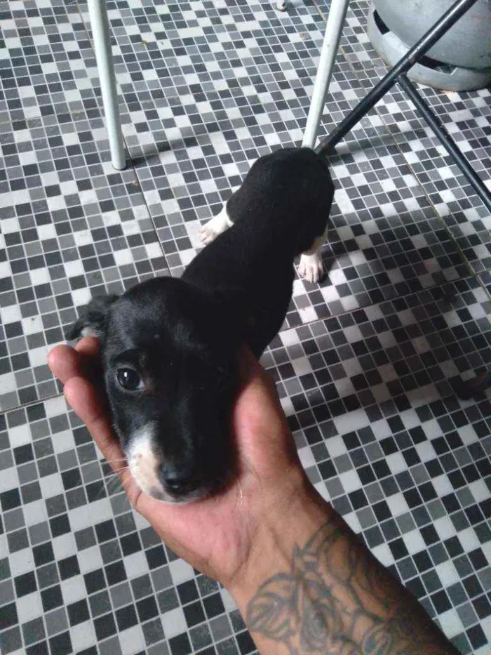 Cachorro raça Misturada com Dalmata idade 2 a 6 meses nome Mia