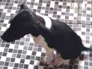 Cachorro raça Misturada com Dalmata idade 2 a 6 meses nome Mia