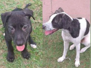 Cachorro raça SRD-ViraLata idade  nome sem nome