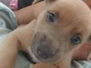 Cachorro raça Cachorro idade Abaixo de 2 meses nome Sem nome