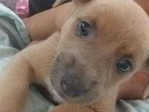 Cachorro raça Cachorro idade Abaixo de 2 meses nome Sem nome