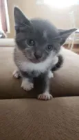 Gray