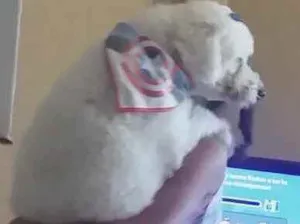 Cachorro raça Poodle  idade 3 anos nome Fluffy lindo e fofo 