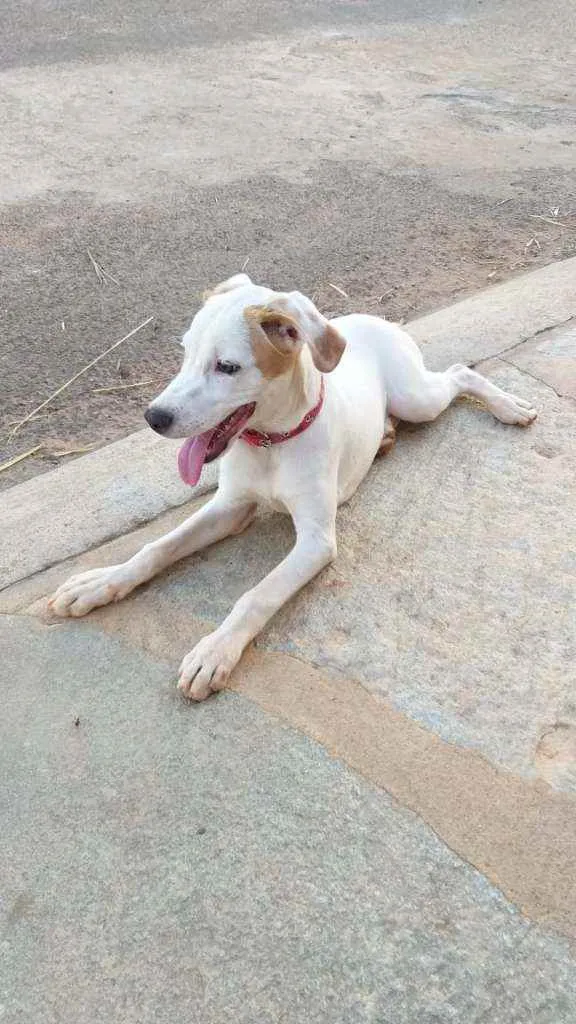 Cachorro ra a SRD idade 1 ano nome Maya