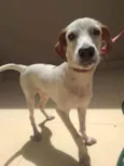 Maya