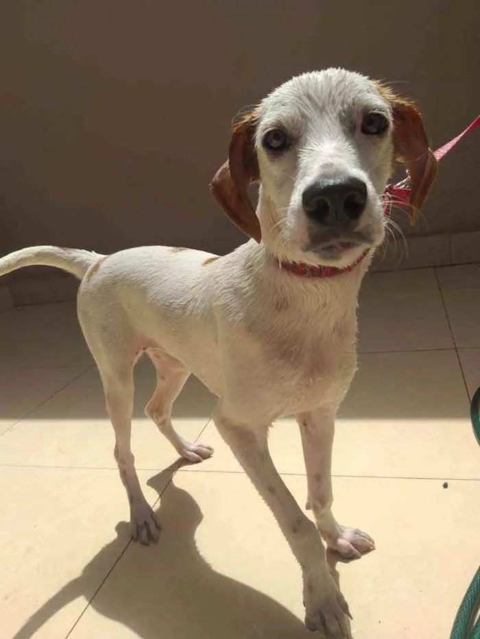 Cachorro ra a SRD idade 1 ano nome Maya