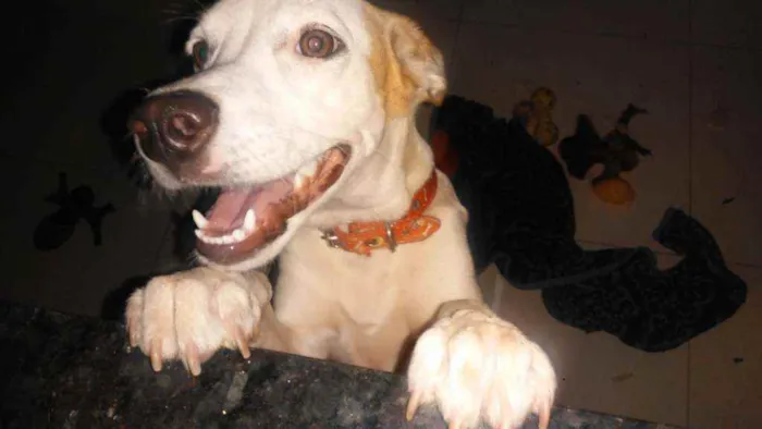 Cachorro ra a SRD idade 1 ano nome Maya
