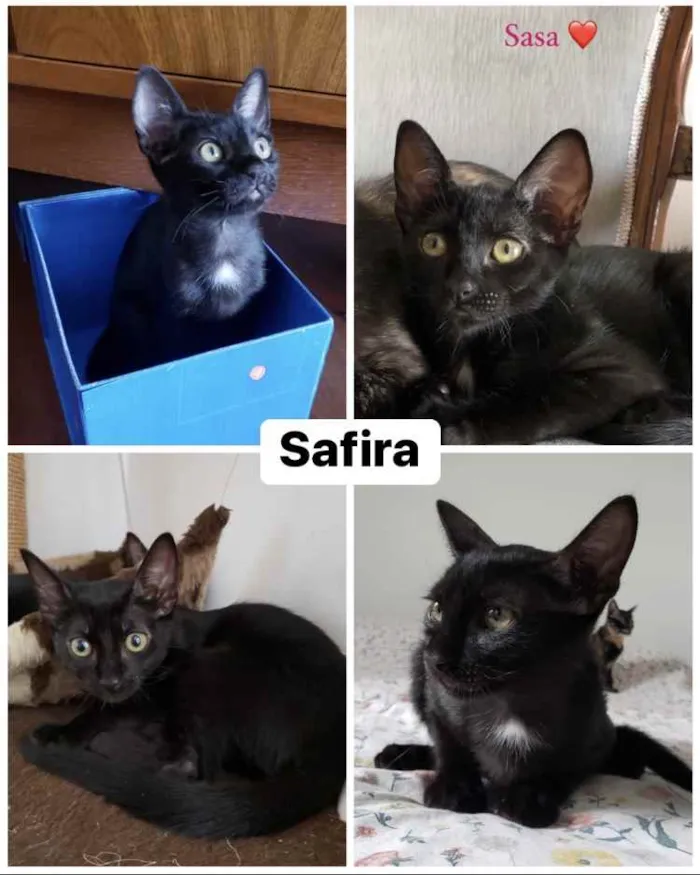 Gato ra a Sem raça idade 2 a 6 meses nome Safira (Sasa)