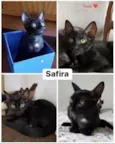 Safira (Sasa)