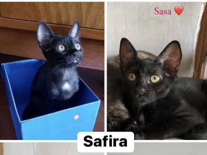 Gato ra a Sem raça idade 2 a 6 meses nome Safira (Sasa)