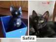 Safira (Sasa)