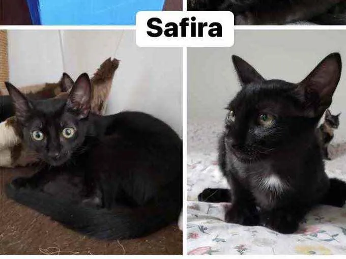 Gato ra a Sem raça idade 2 a 6 meses nome Safira (Sasa)