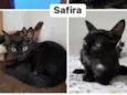 Safira (Sasa)