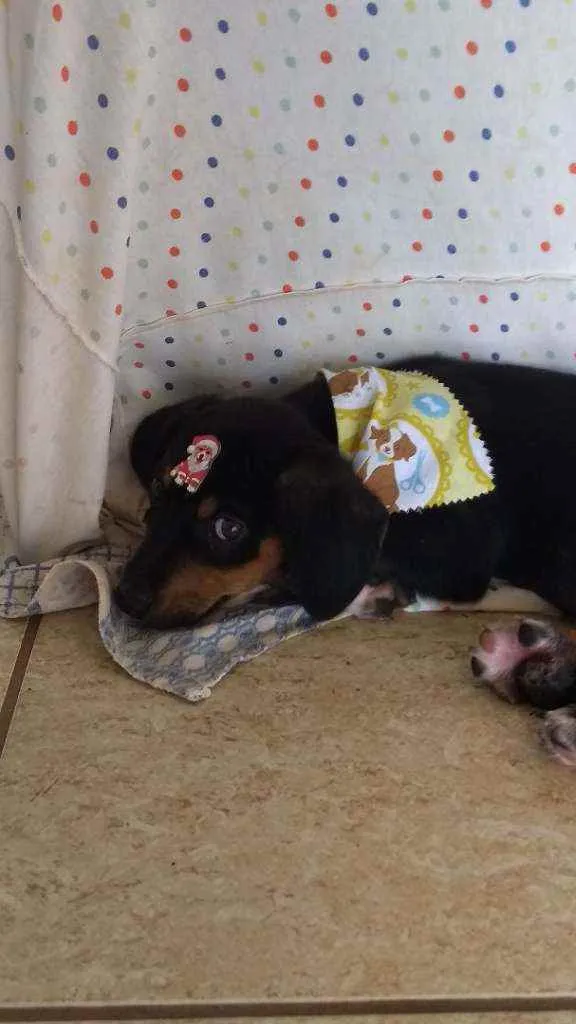 Cachorro ra a Sem Raça Definida idade 2 a 6 meses nome Bucky