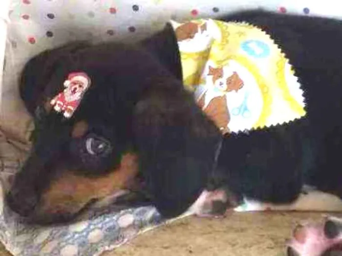 Cachorro ra a Sem Raça Definida idade 2 a 6 meses nome Bucky