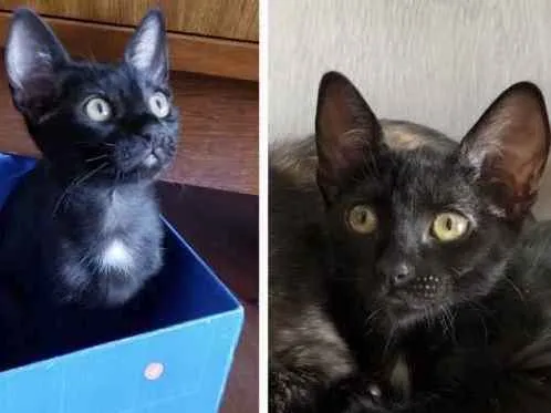 Gato ra a Sem raça idade 2 a 6 meses nome Safira (Sasa)