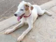 Maya