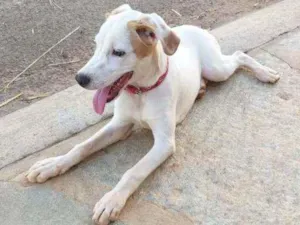 Cachorro raça SRD idade 1 ano nome Maya