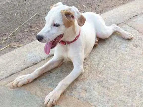 Cachorro ra a SRD idade 1 ano nome Maya